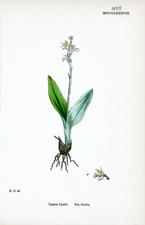 Fen Orchis