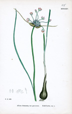 Field Garlic