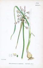 Field Garlic