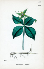 Herb-Paris