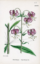 Purple Martagon Lily