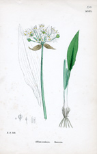 Ramsons