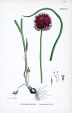 Round-headed Garlic