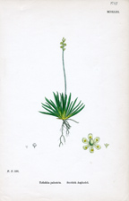 Scottish Asphodel