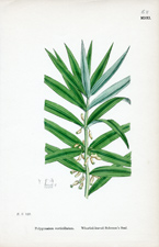 Whorled-leaved Solomon's Seal