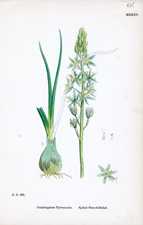 Spiked Star-of-Bethel