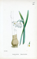Summer Snowflake