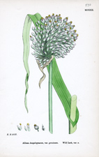 Wild Leek