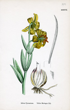 Yellow Martagon Lily