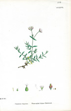 Three-styled Alpine Chickweed