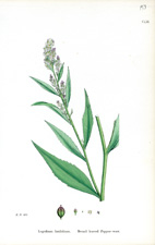 Broad-leaved Pepper-wort