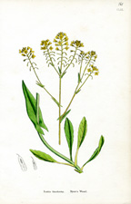 Dyer's Woad