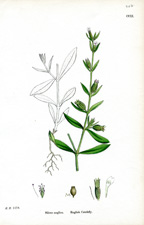 English Catchfly