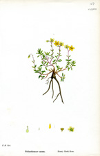 Hoary Rock-rose