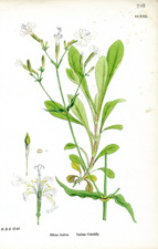 Italian Catchfly