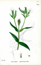 Night-flowering Catchfly