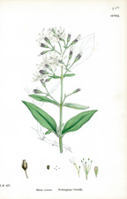 Nottingham Catchfly