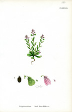 Small Bitter Milkwort