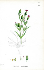 Striated Catchfly