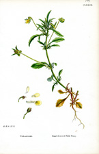 Hoary Rock-rose