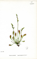 Lesser Long-leaved Sundew