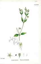 Three-nerved Sandwort