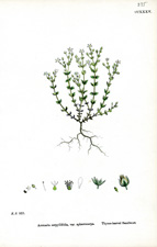 Thyme-leaved Sandwort