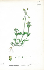 Umbelliferous Jagged Chickweed