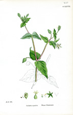 Water Chickweed