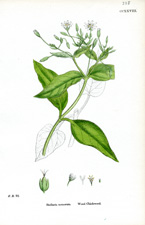 Wood Chickweed