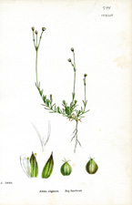 Bog Sandwort
