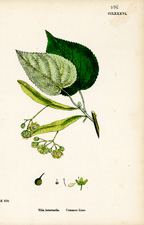 Common Lime