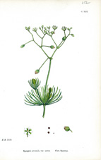 Corn Spurrey