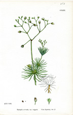 Corn Spurrey