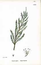 English Tamarisk