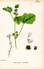 Erect Mallow