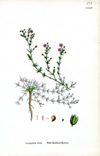 Field Sandwort-Spurrey