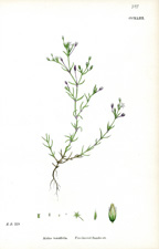 Fine-leaved Sandwort