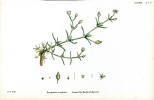 Greater Sea Sandwort-Spurrey