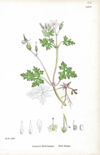 Herb Robert
