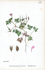 Herb Robert, var. purpureum