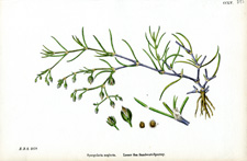 Lesser Sea Sandwort-Spurrey