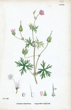 Long-stalked Crane's-bill