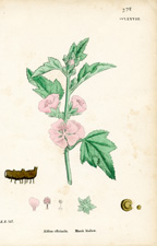 Marsh Mallow