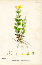 Marsh St. John's Wort