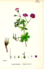 Mountain Crane's-bill