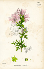 Musk Mallow