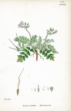 Musk Stork's-bill