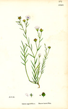 Narrow-leaved Flax