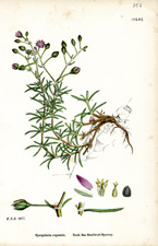 Rock Sea Sandwort-Spurrey